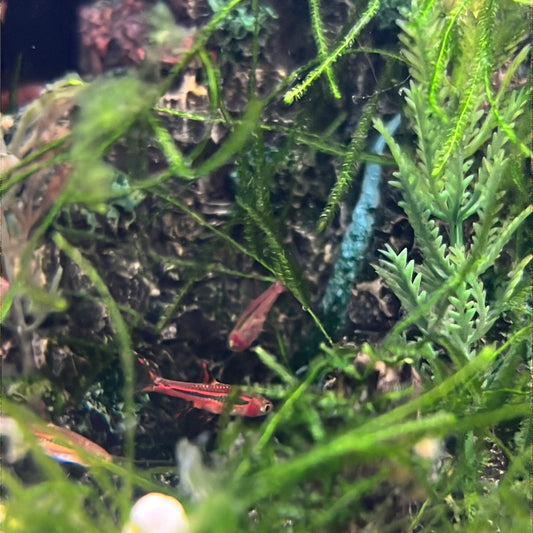 Chili Rasbora (Boraras brigittae)