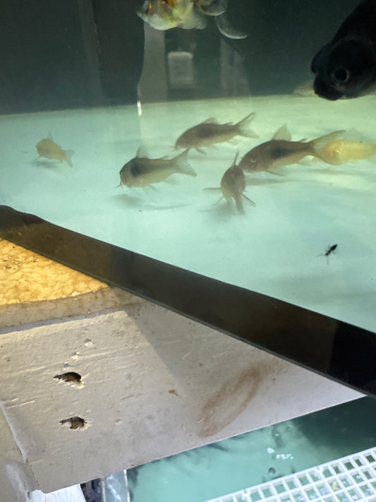 Asoorted Cold Water Corydoras (Corydoras paleatus)
