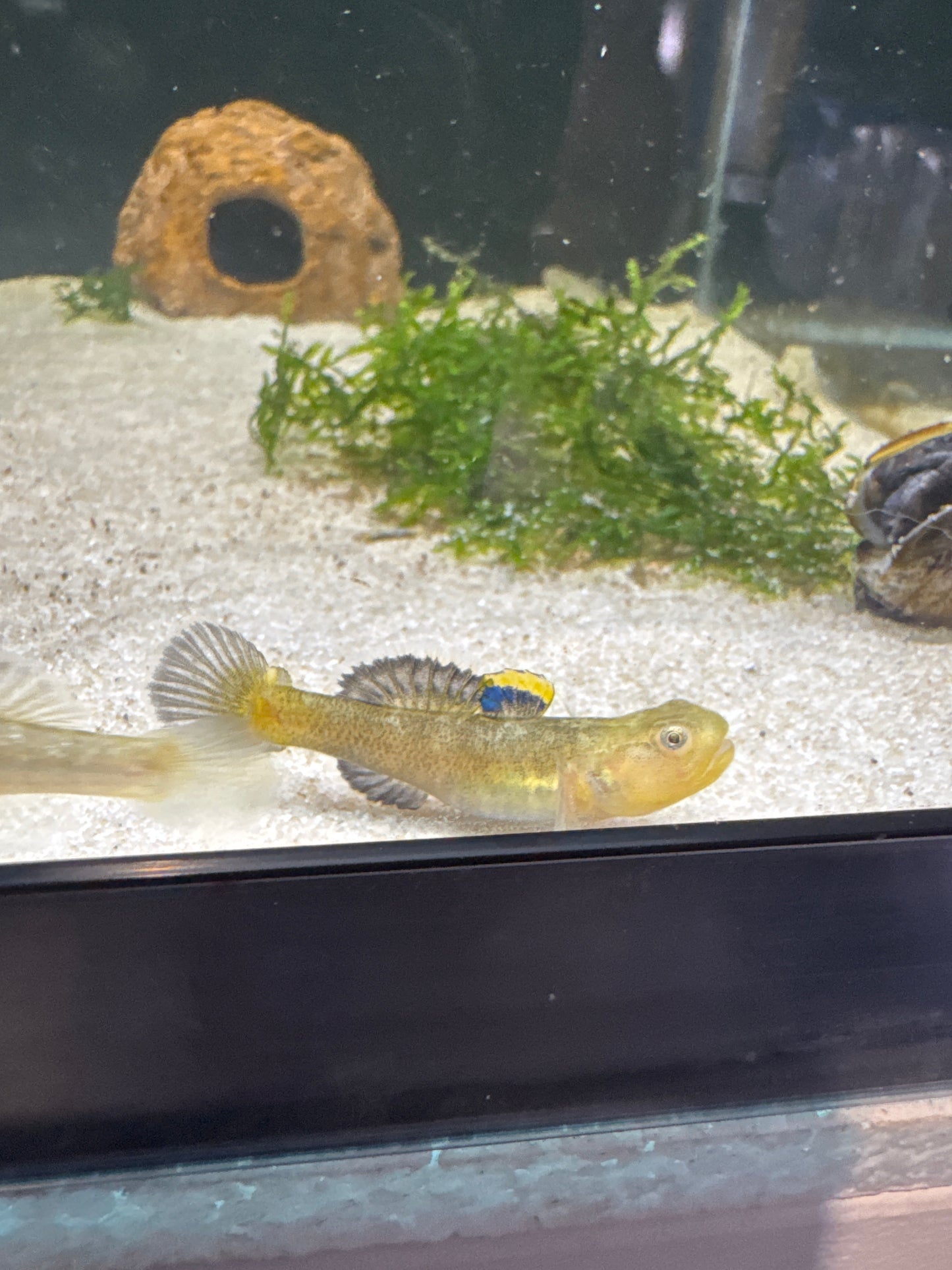 Desert Goby (Chlamydogobius Eremius)