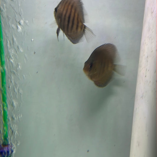 Red Alenqure Discus (Symphysodon sp.)