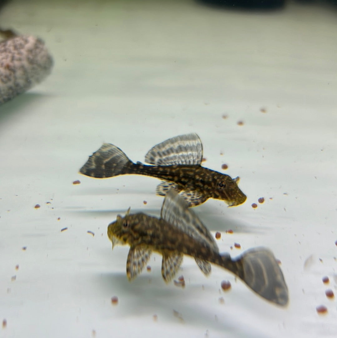 Gold Spot Pleco L001 (Pterygoplichthys joselimaianus)