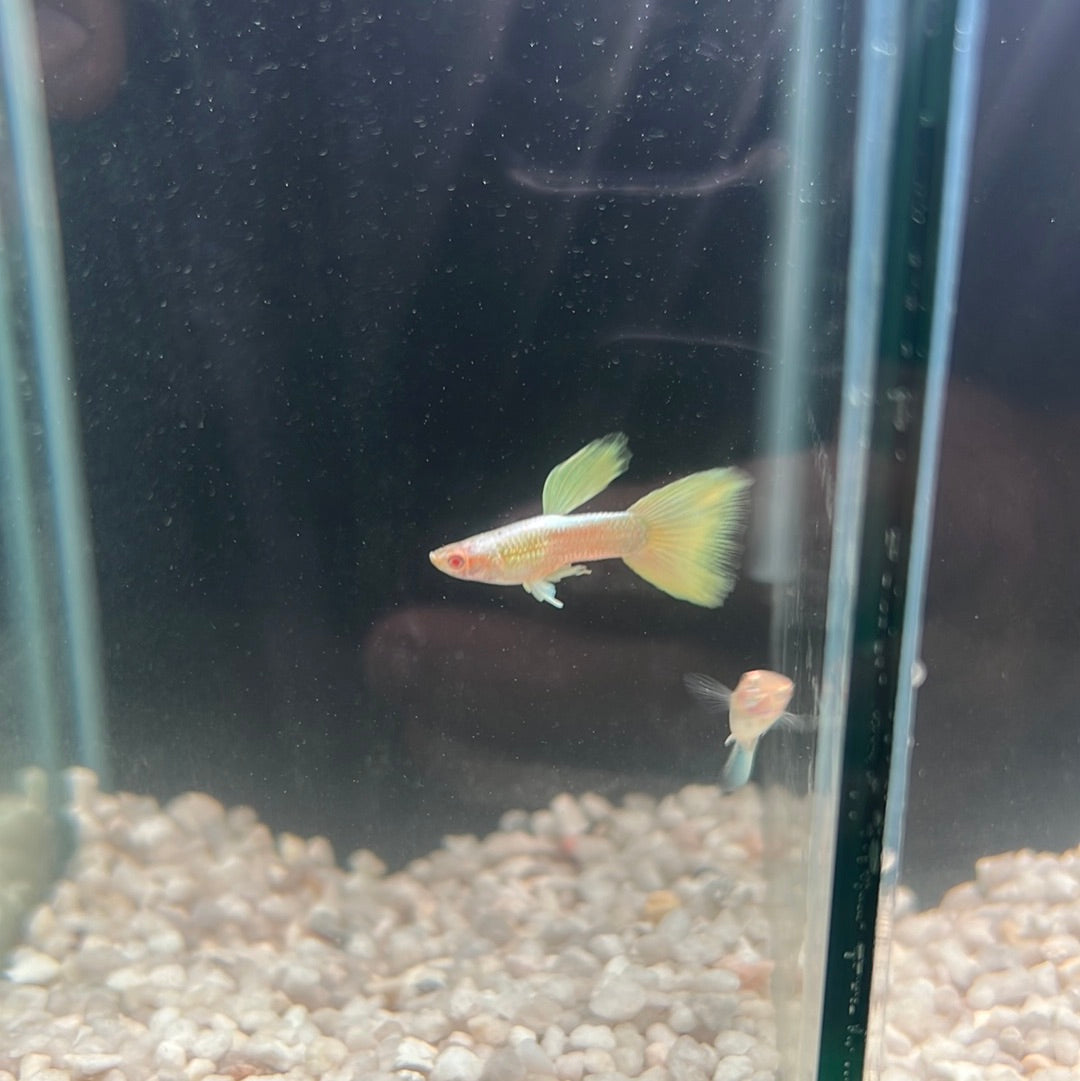 Guppies pairs (Poecilia reticulata)