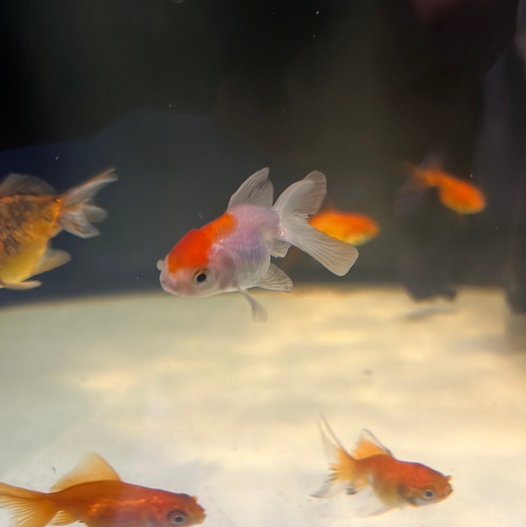 Fantail Goldfish Red And White (Carassius auratus)