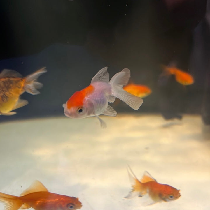 Buy Goldfish Online Australia – Tropical Aquarium