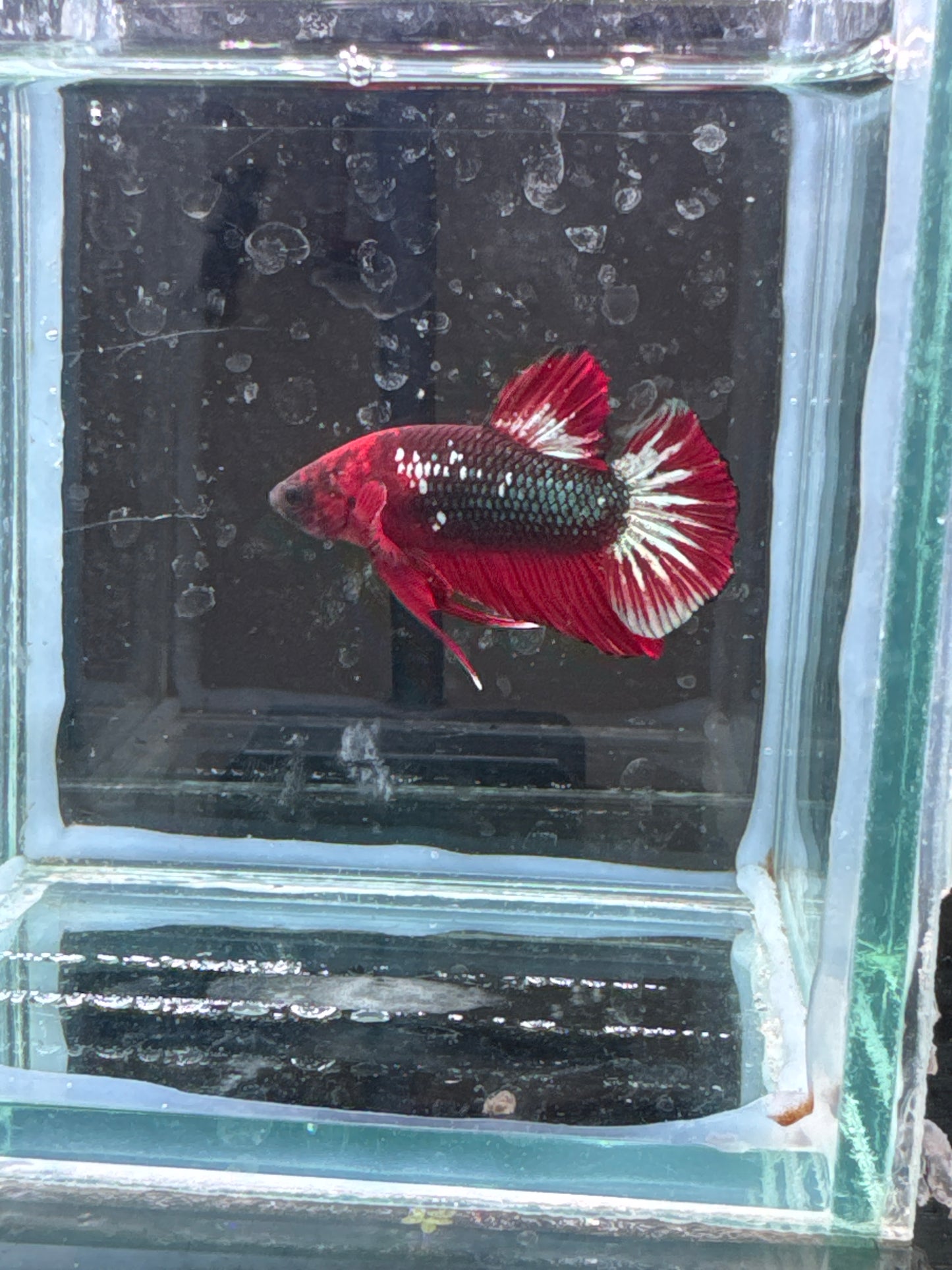 plakat star tail red