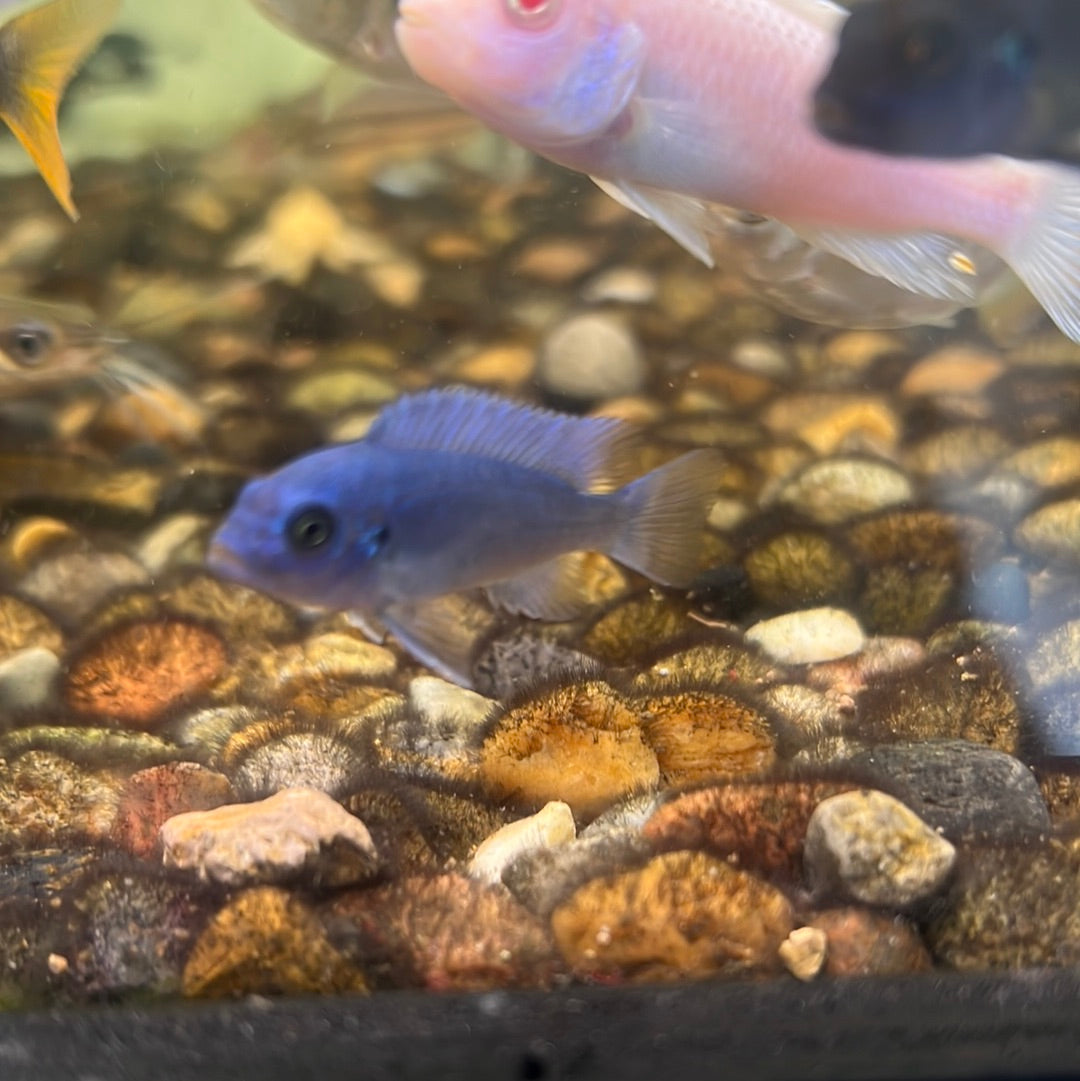 Cobalt Blue Zebra Cichlid (Maylandia callainos)