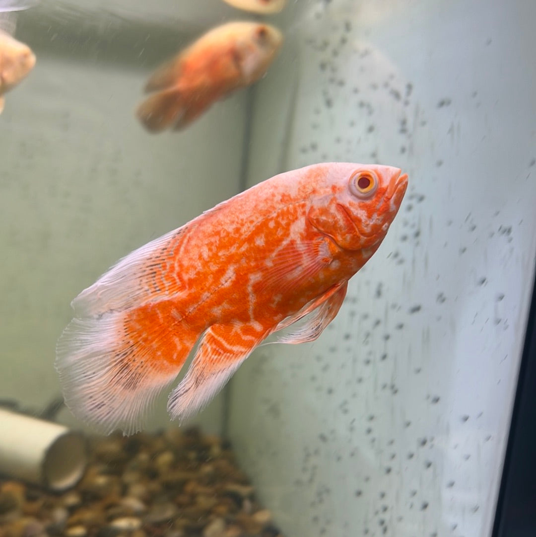 Red Nemo Oscar Longfin (Astronotus ocellatus)