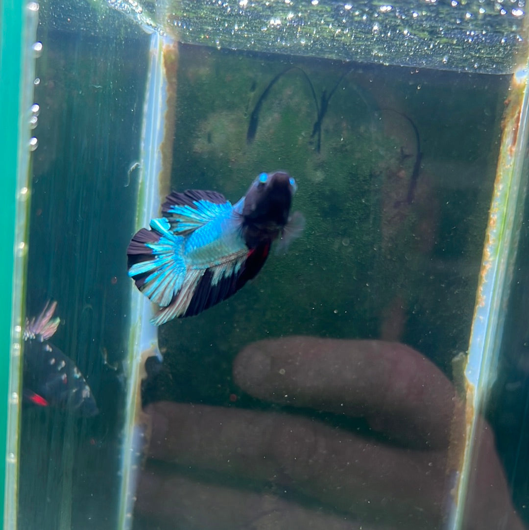 Avatar Gordon betta (Betta splendens)