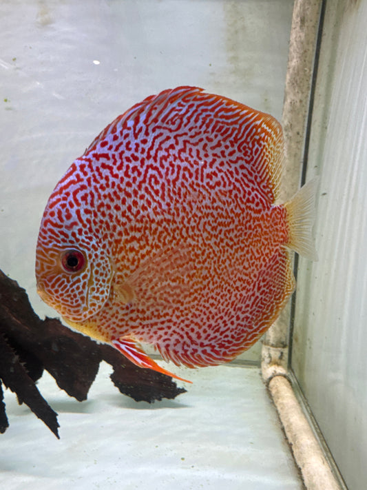 Spotted Eruption Discus (Symphysodon sp.)