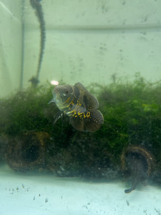 yellow tiger oscar(Astronotus ocellatus)