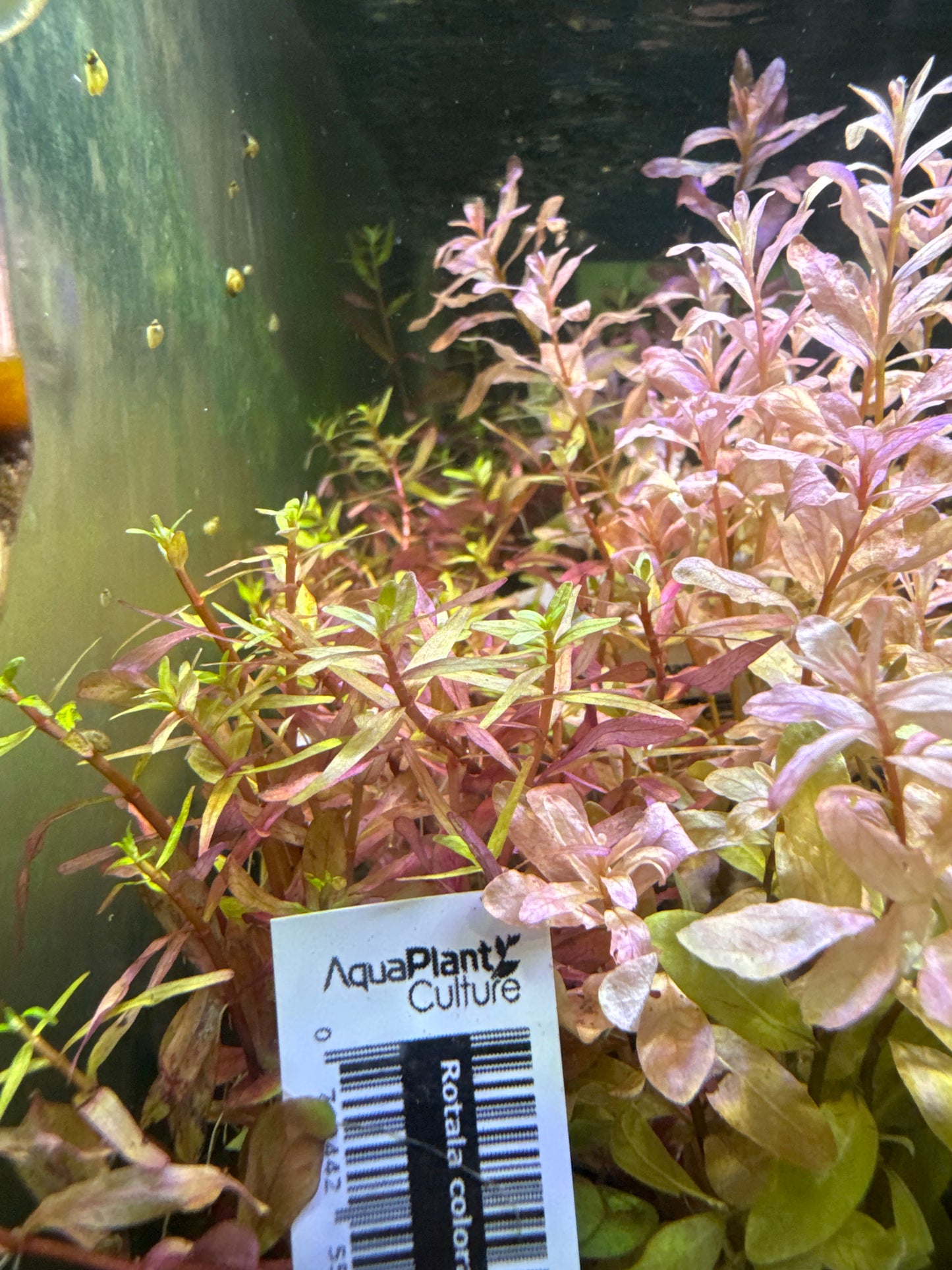 Rotala Colorata Submersed S100