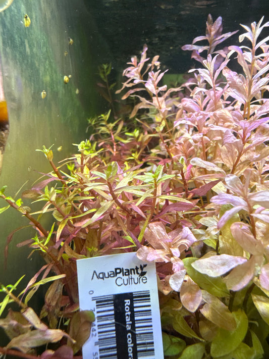 Rotala Colorata Submersed S100