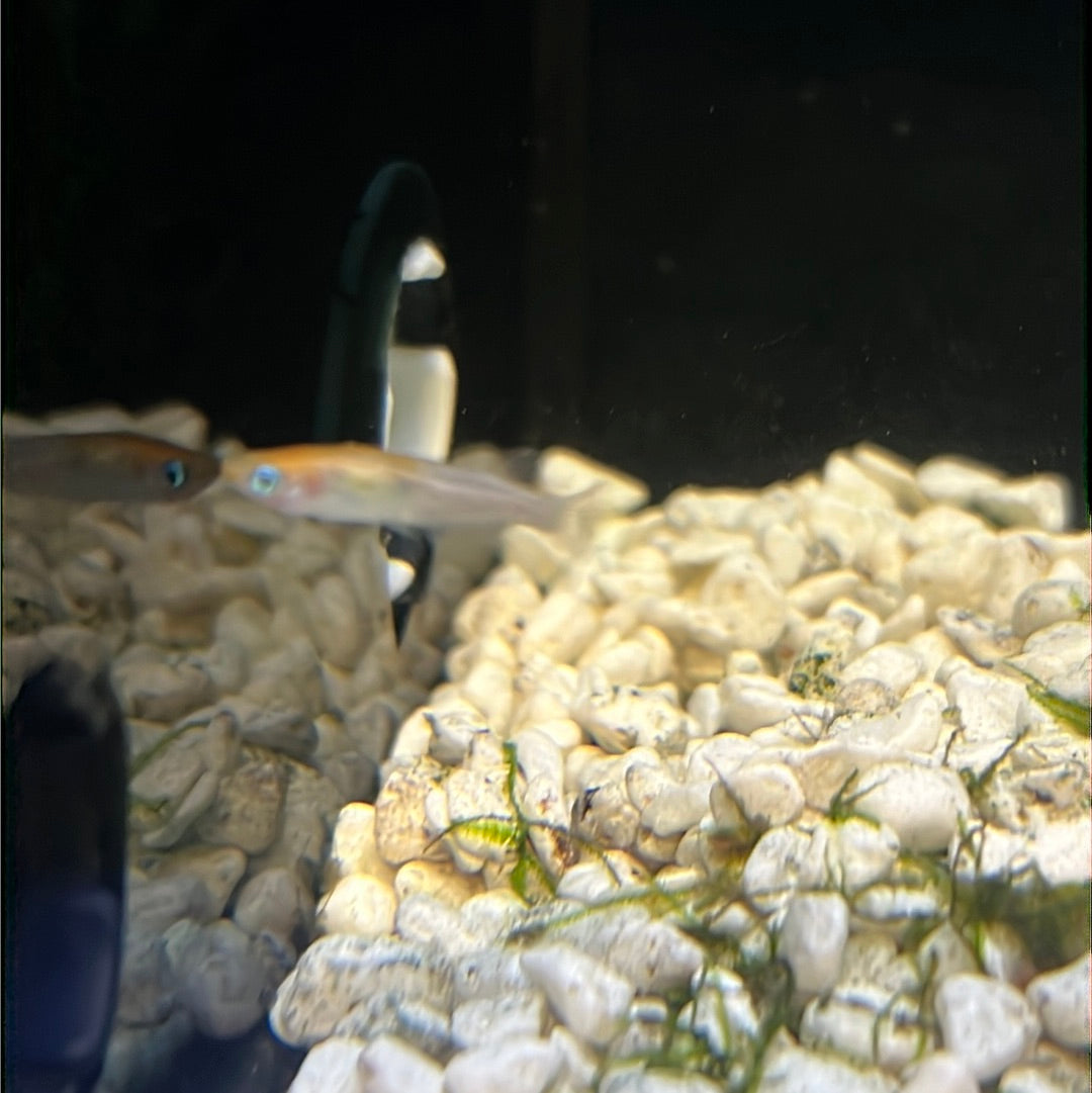 Modoka Rice Fish Medaka Rice fish (Oryzias Latipes) Kohaku – Tropical Aquarium