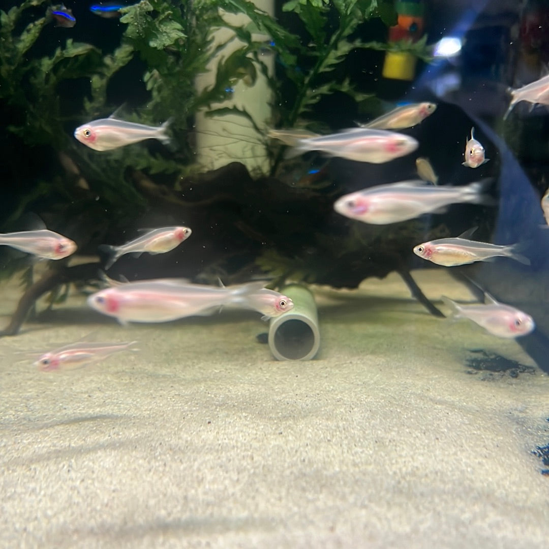 Golden Rummy Nose Tetra (Hemigrammus bleheri)