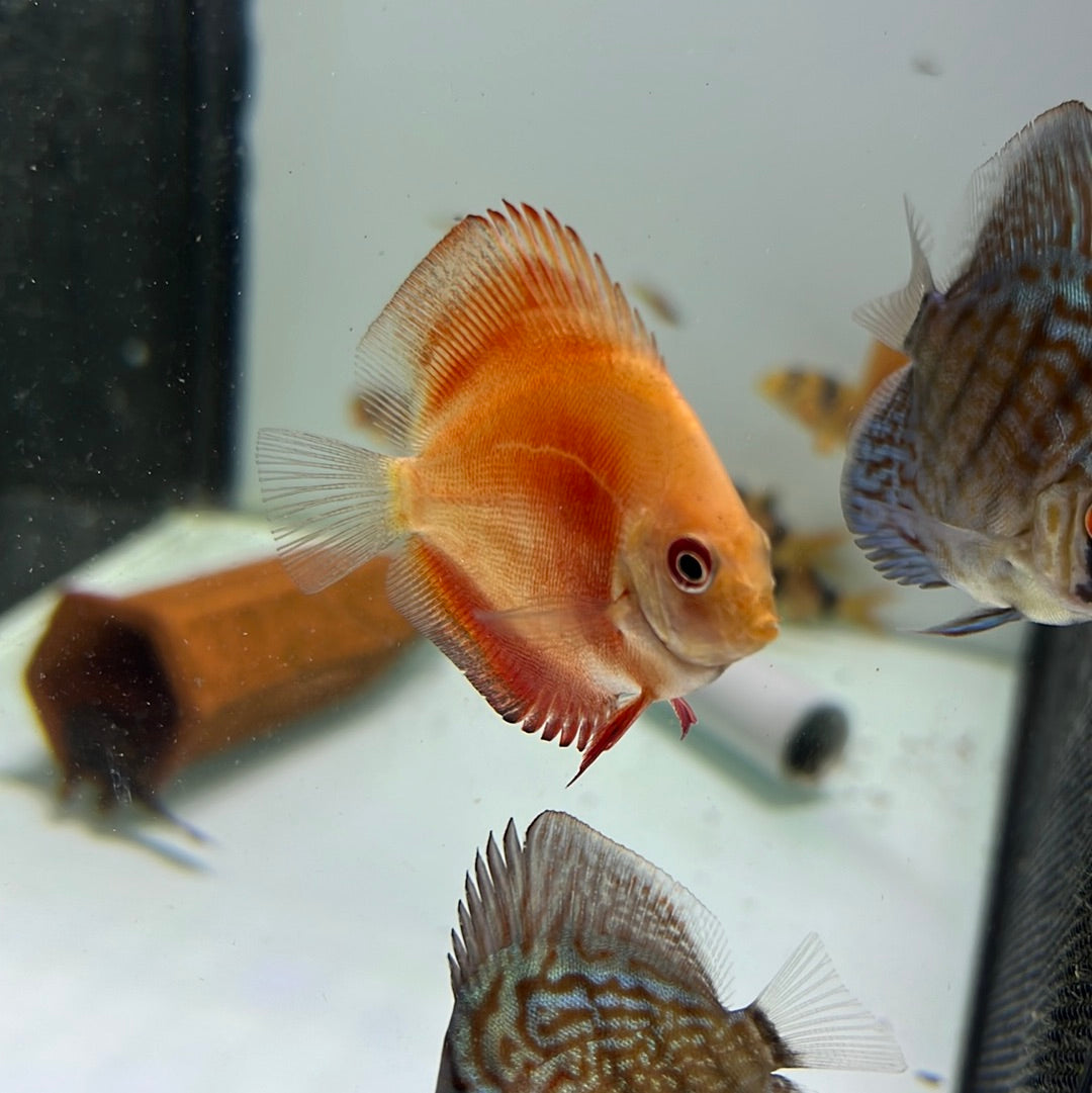 Red Valentine Discus (Symphysodon sp.)