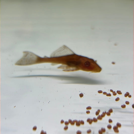 Golden Pleco  (Glyptopterichthys sp)