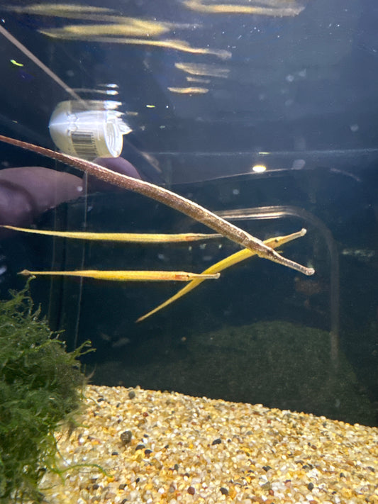 Pipefish - Freshwater Long Snout  (Doryichthys martensii)