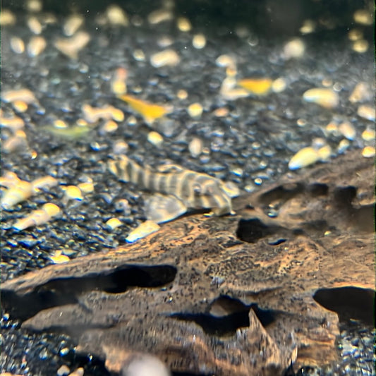 L038 Coral Pattern Pleco