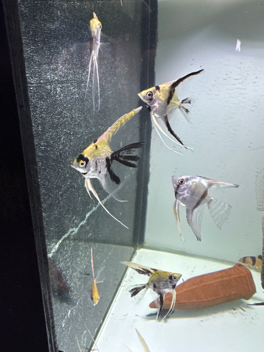 Assorted Vail Tail Angelfish (Pterophyllum Scalare )