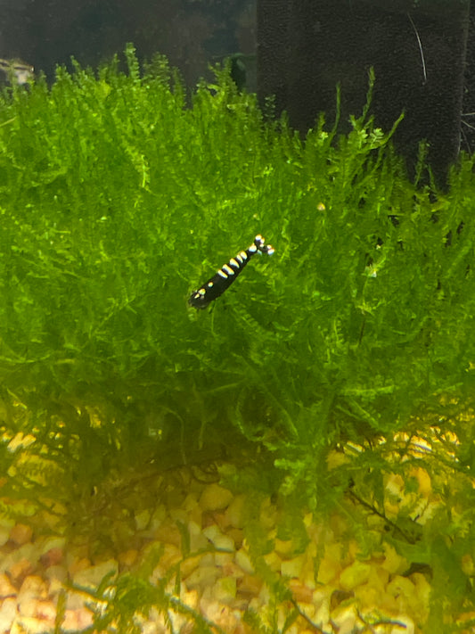 Black Galaxy Shrimp