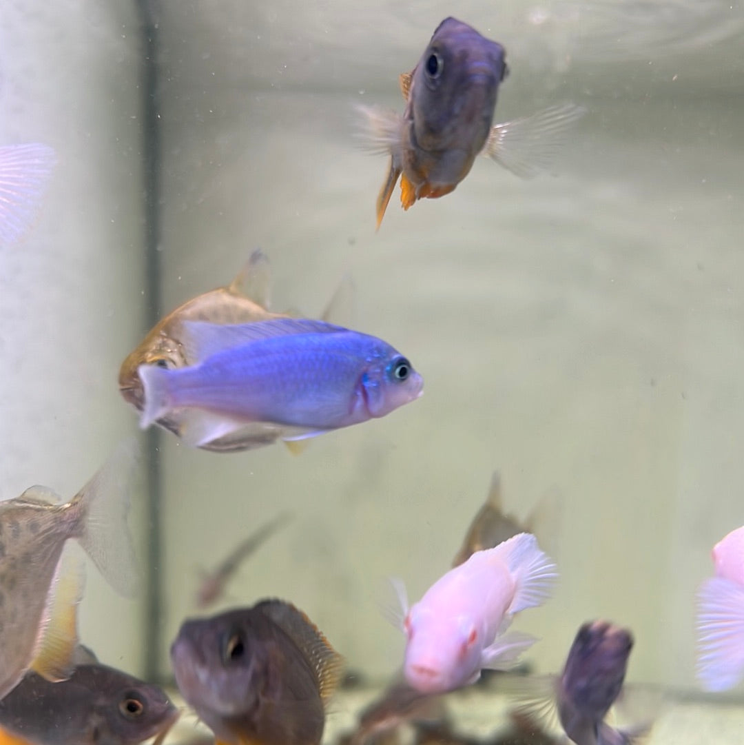 Cobalt Blue Zebra Cichlid (Maylandia callainos)