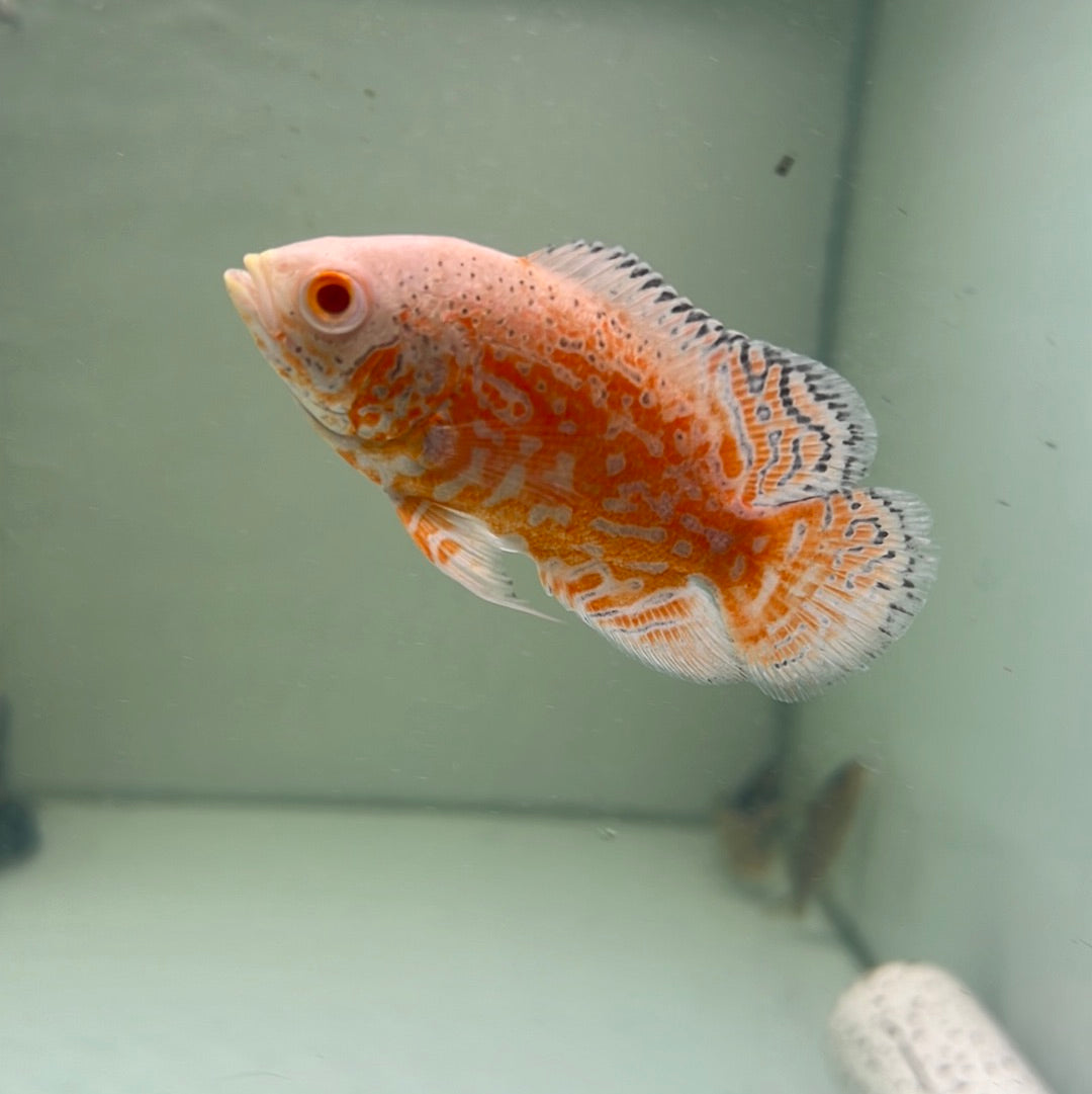 Albino Red Nemo Oscar (Astronotus ocellatus)