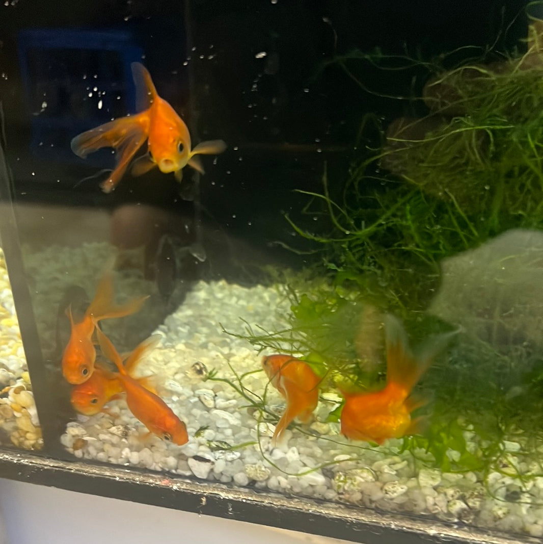 Buy Goldfish Online Australia – Tropical Aquarium