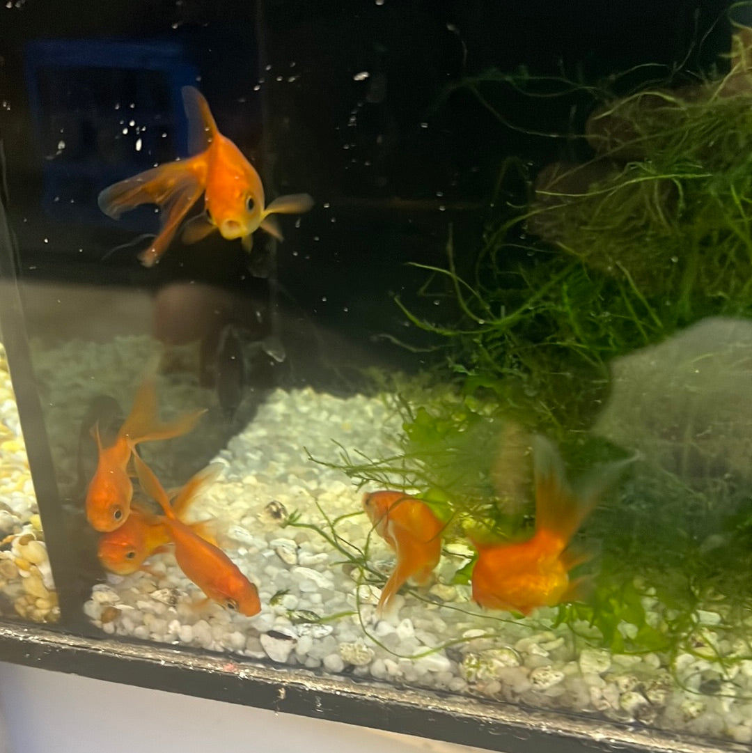 short body Comet Goldfish (Carassius auratus)