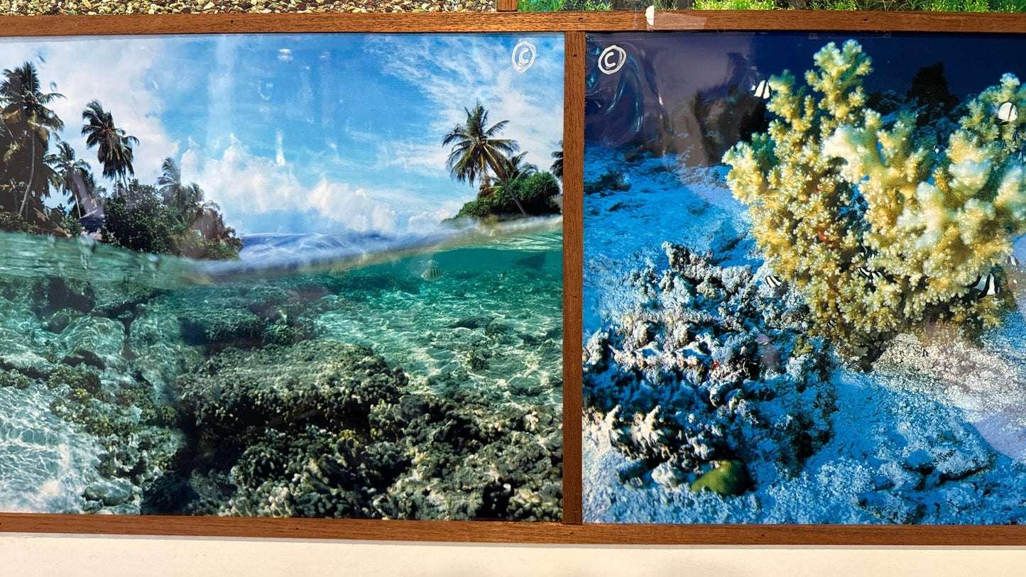 Aquarium Background (SOLD PER FOOT)