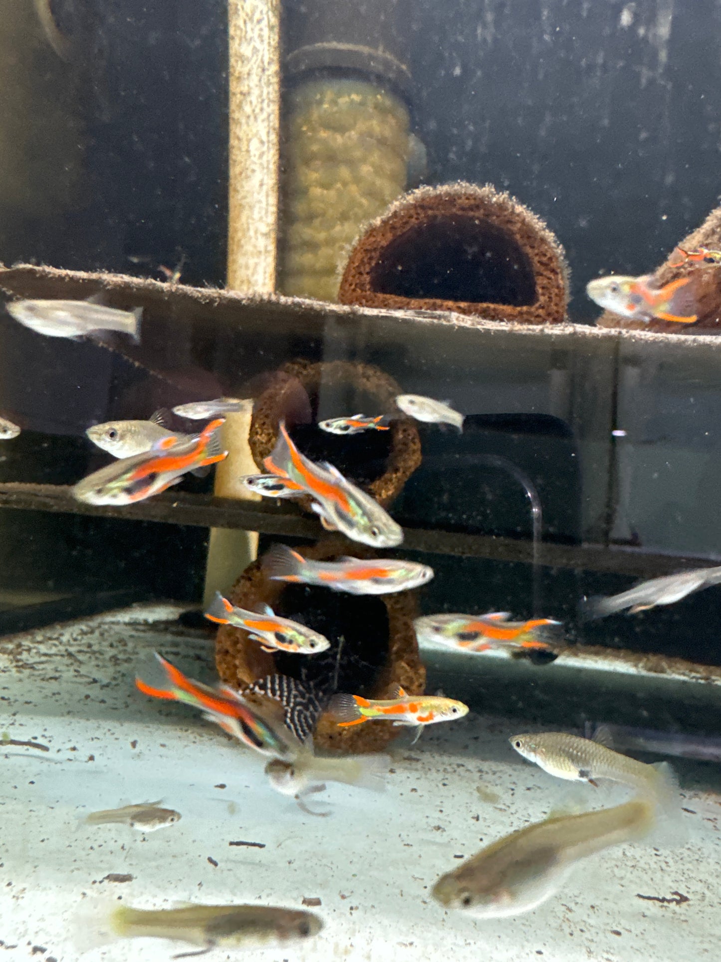 Black Line Endler Guppies