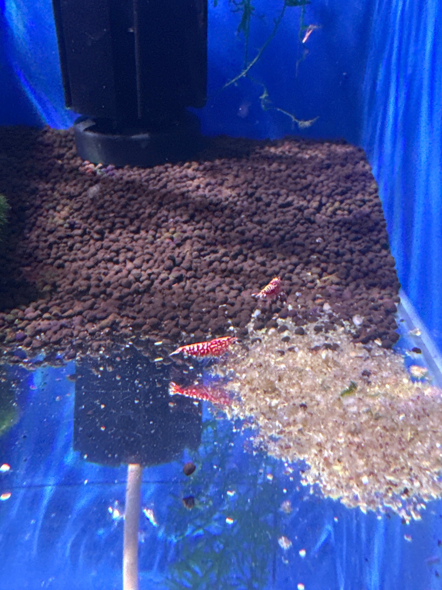 Red Galaxy Snowflake Fishbone (Caridina)