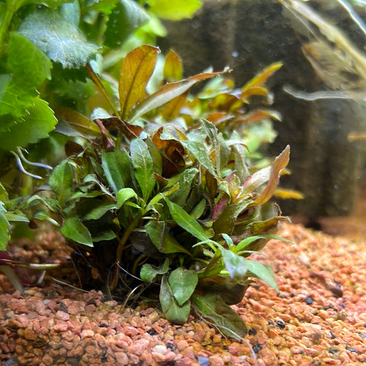 Ludwigia glandulosa s031