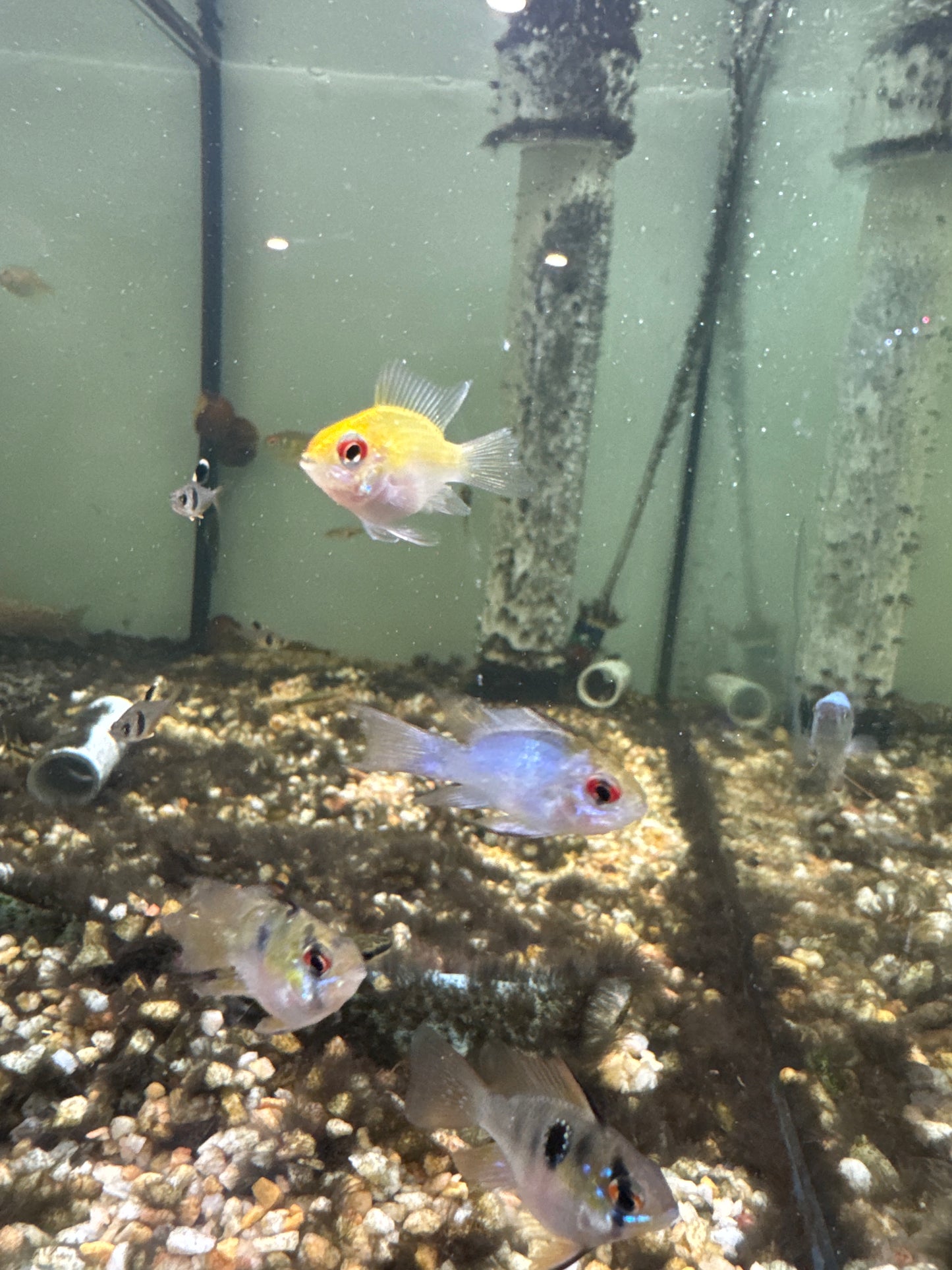 Longfin Gold Balloon Rams (Mikrogeophagus ramirezi)