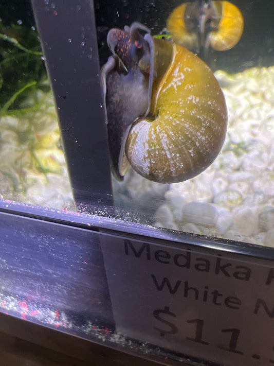 Purple foot Mystery Snails (Pomacea bridgesii)