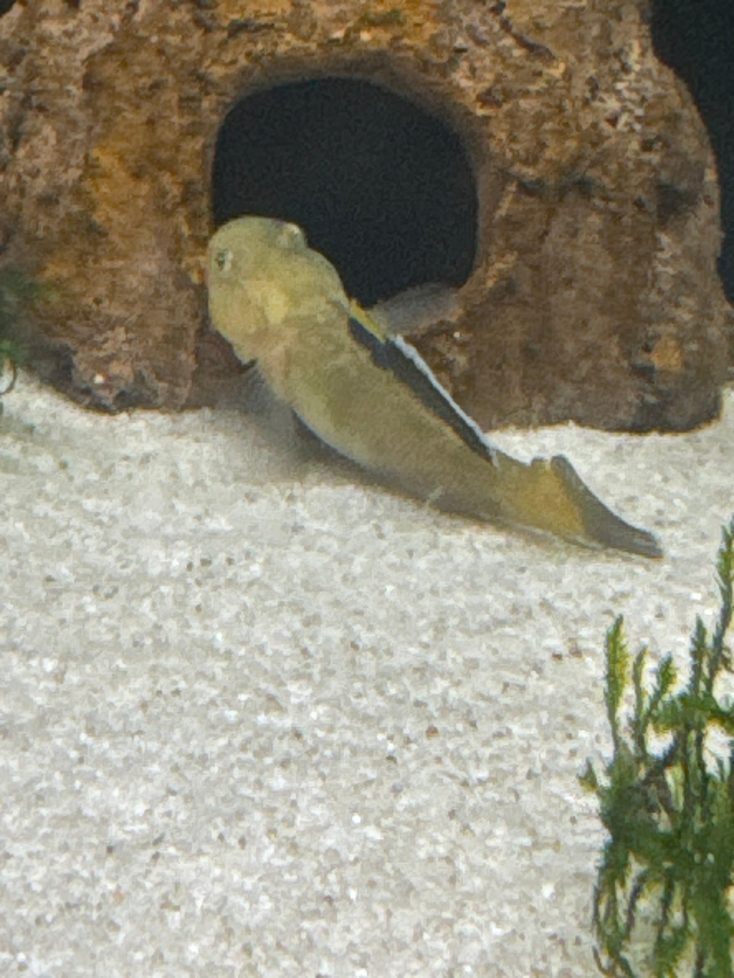 Desert Goby (Chlamydogobius Eremius)