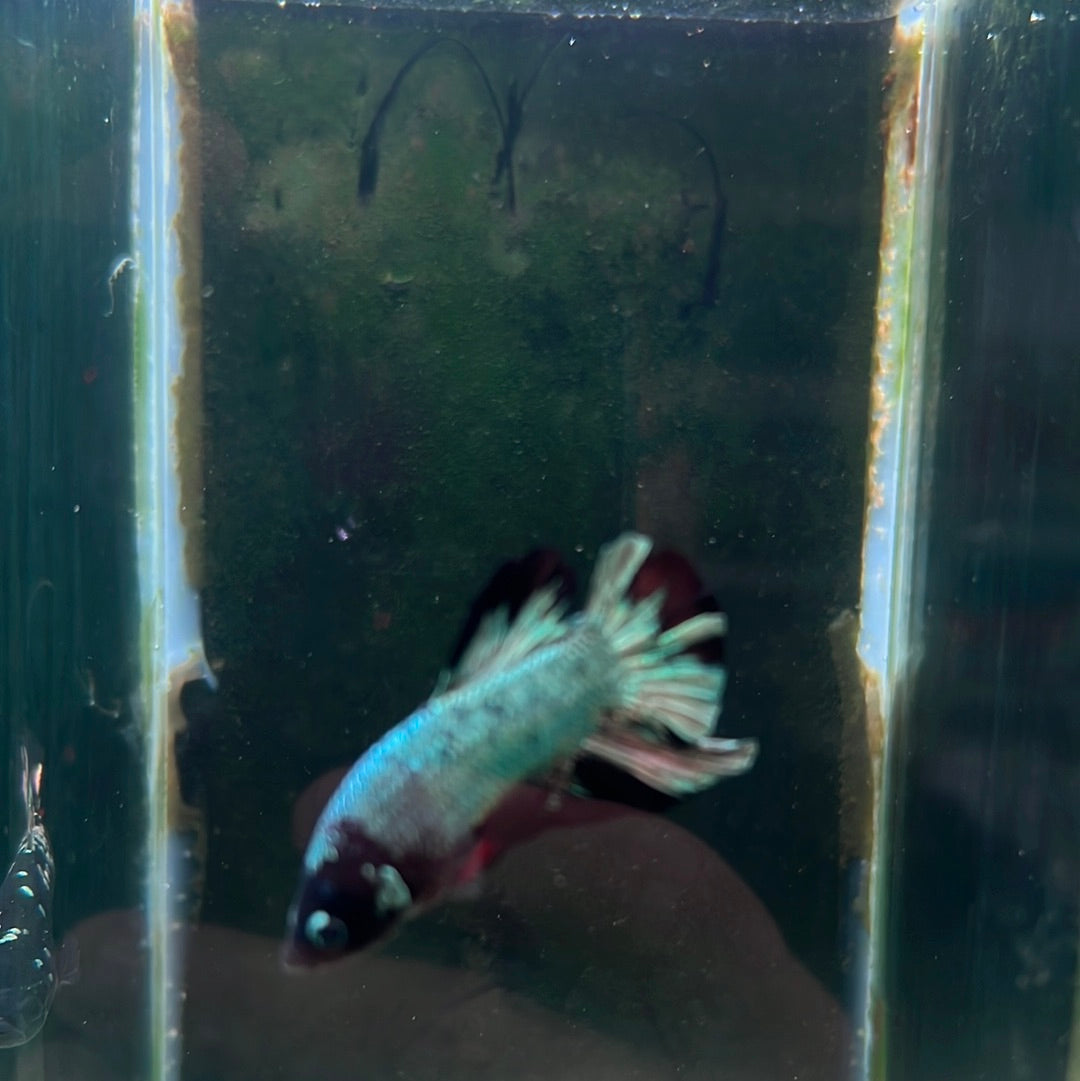 Avatar Gordon betta (Betta splendens)