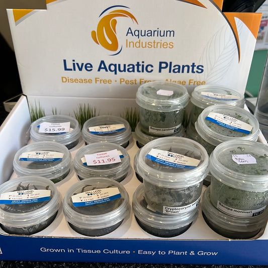 Tissue cultures