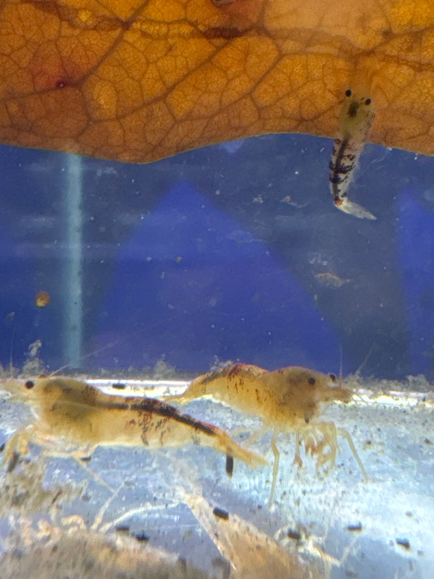 Black Caleco\Dragon shrimp (Caridina)