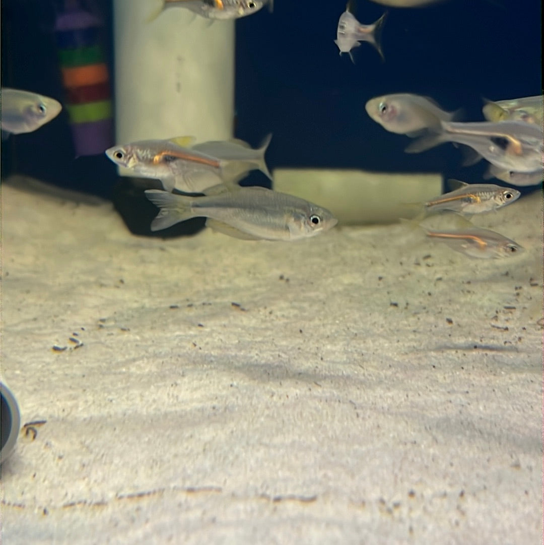 Desert Rainbowfish Barcoo River (Melanotaenia Splendida Tatei)