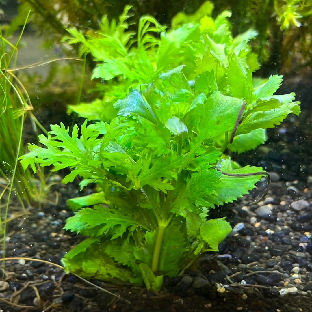 Hygrophila Difformis (Wisteria) s021