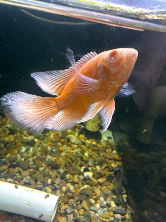 Long Fin Albino Super Red Oscar (Astronotus ocellatus)