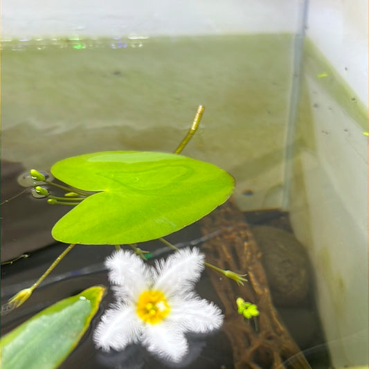 Nymphoides aquatica SUBMERSED/PLANT Banana Lily S057