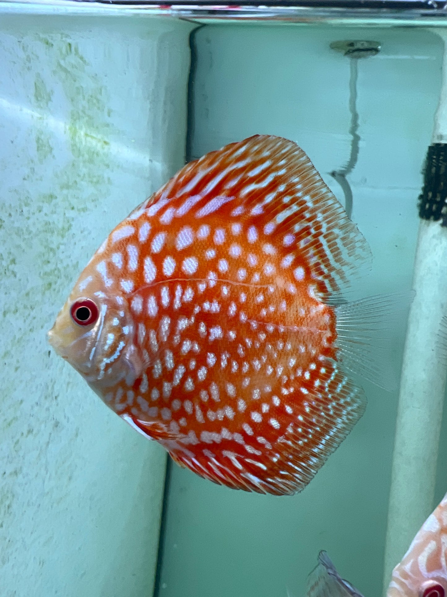 Red checkerboard Discus (Symphysodon sp.)