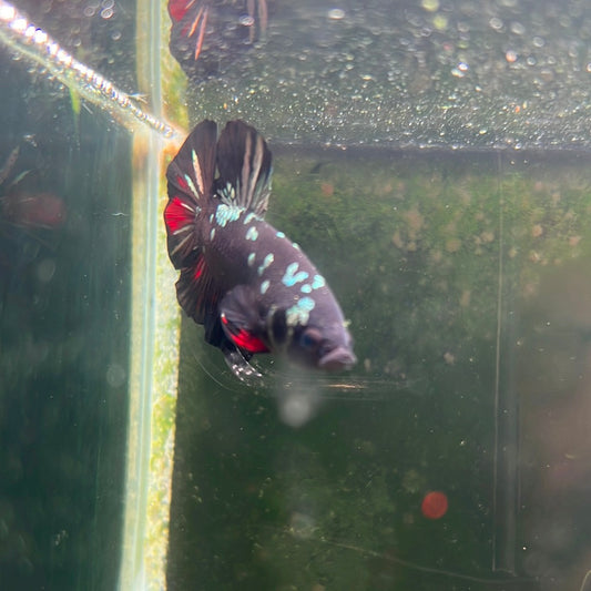 Avatar Copper (Betta splendens)