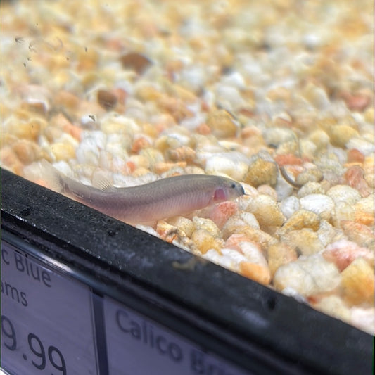 Kuhlii Loach Bicolor (Pangio Semicincta)