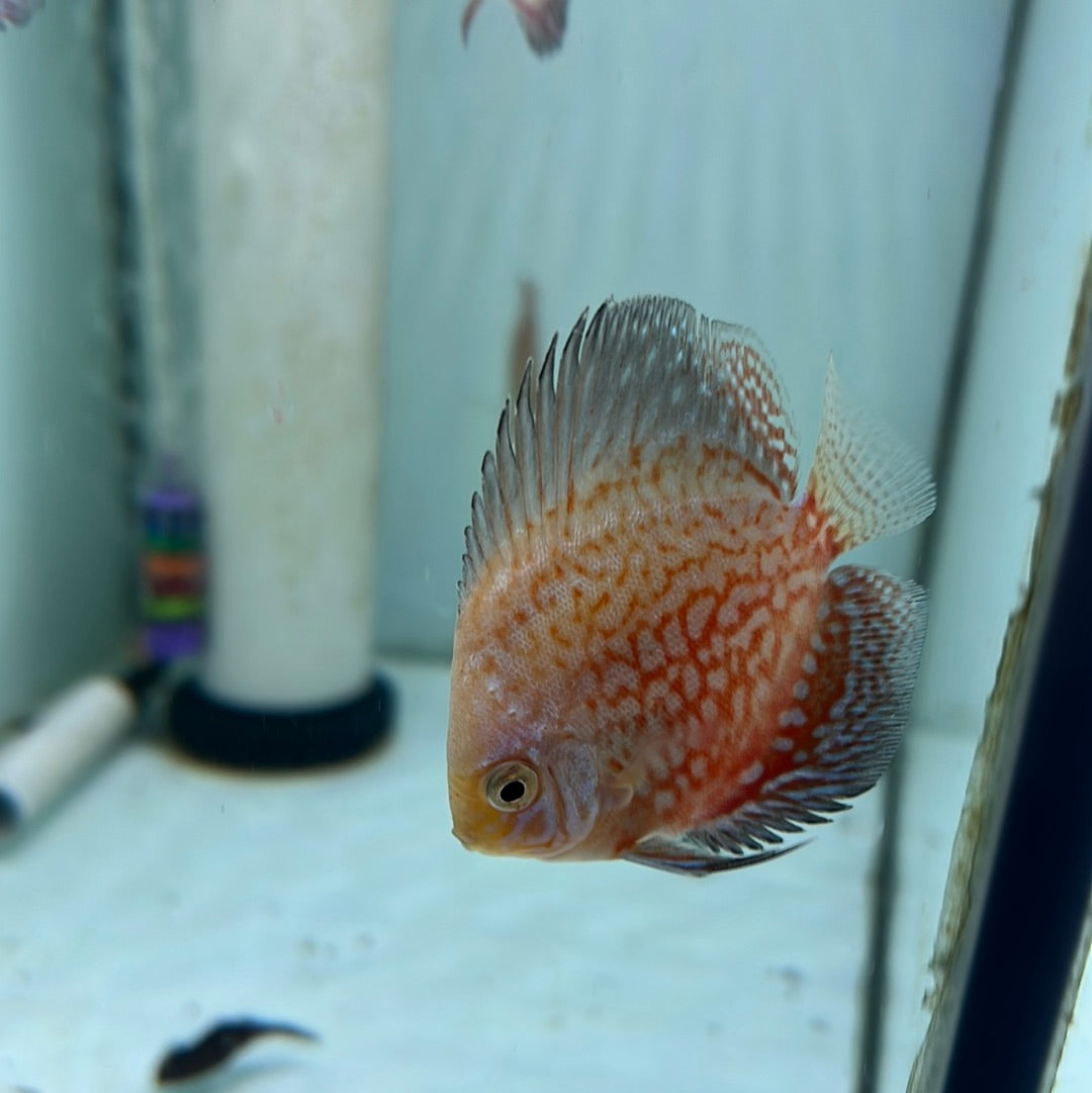 Snow Leopard Discus (Symphysodon sp.)