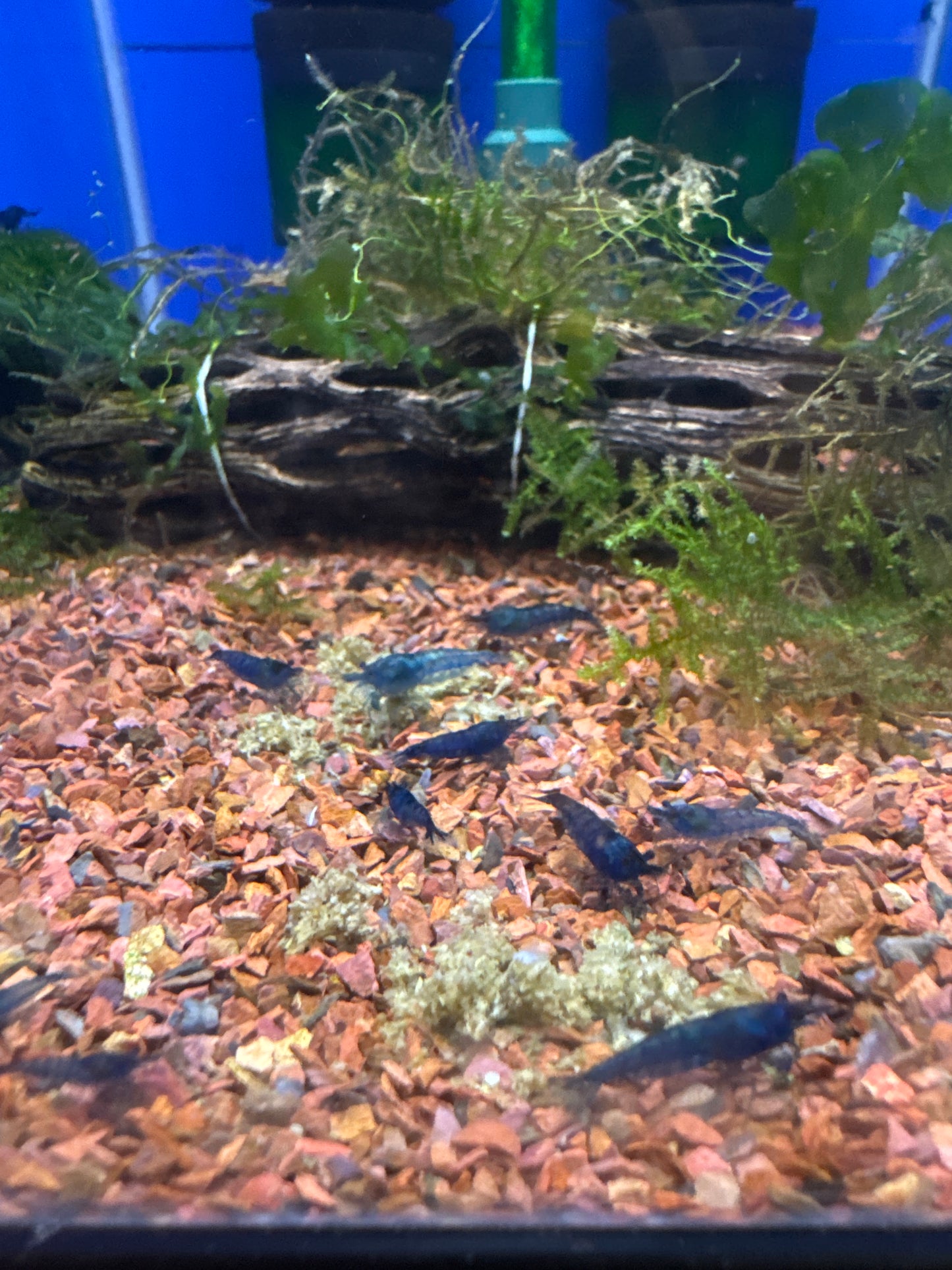 Blue Dream Cherry Shrimp, (Neocaridina heteropoda var.)