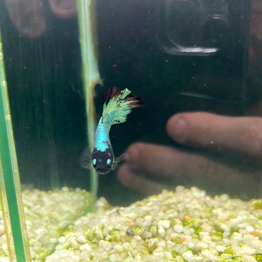 Avatar Gordon betta (Betta splendens)