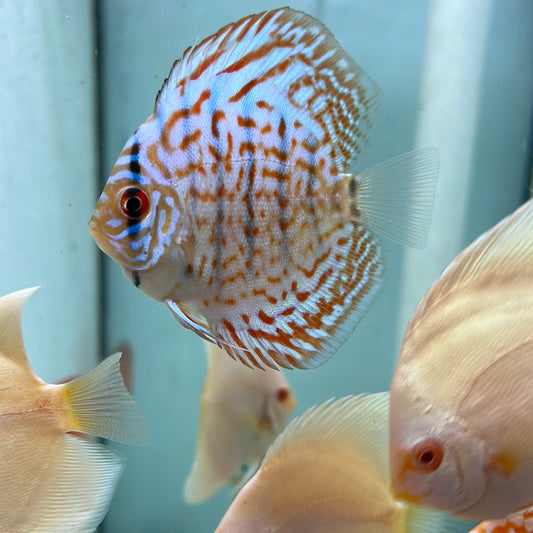 Cobalt Blue Discus (Symphysodon sp.)