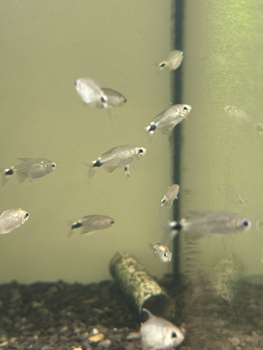 Reed Tetra (Hyphessobrycon Elachys)